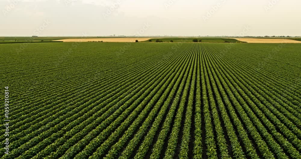 Drone aerial shot of an agricultural soybean plant field Drone aerial shot of an agricultural soybean plant field