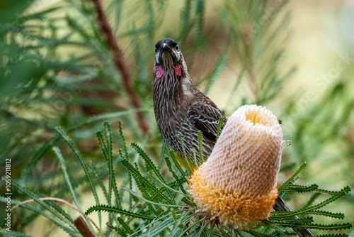 Red Wattlebird perched next to Hooker's Banksia flower cone. photo