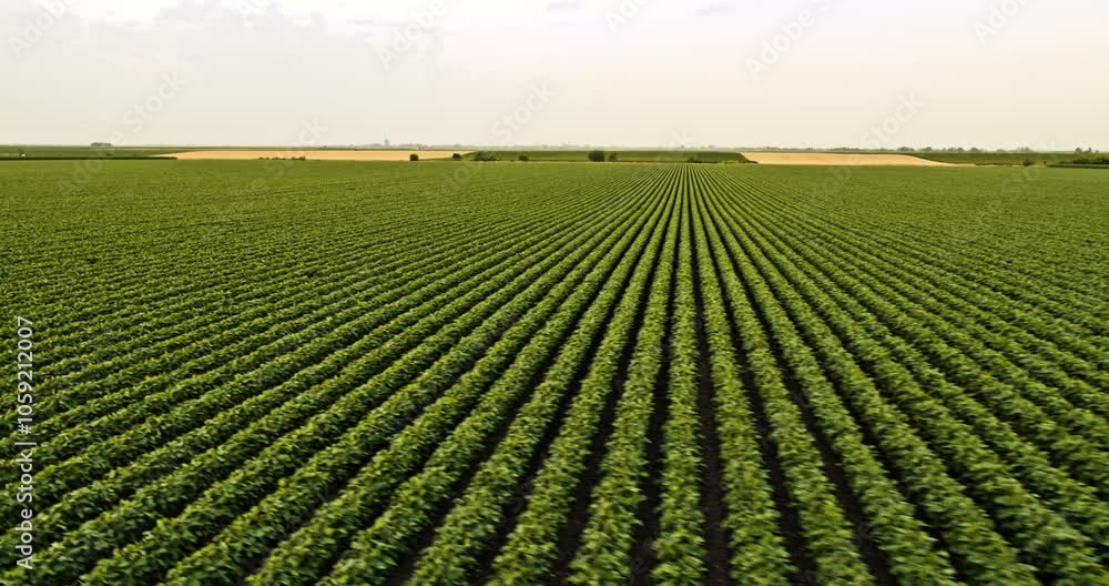 Drone aerial shot of an agricultural soybean plant field Drone aerial shot of an agricultural soybean plant field