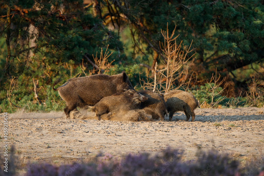 Wild boar (Sus scrofa), also known as swine, wild pig or Eurasian wild pig. These wild boar are searching for food with their youngsters in the beginning of the autumn in Veluwe NP - Netherlands. Wild boar (Sus scrofa), also known as swine, wild pig or Eurasian wild pig. These wild boar are searching for food with their youngsters in the beginning of the autumn in Veluwe NP - Netherlands.
