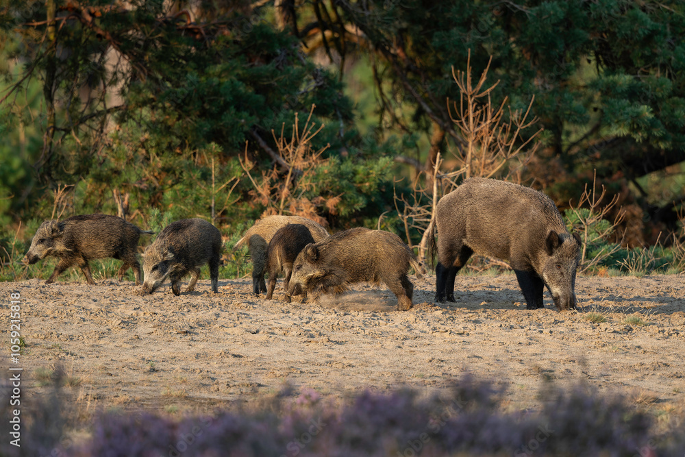 Wild boar (Sus scrofa), also known as swine, wild pig or Eurasian wild pig. These wild boar are searching for food with their youngsters in the beginning of the autumn in Veluwe NP - Netherlands. Wild boar (Sus scrofa), also known as swine, wild pig or Eurasian wild pig. These wild boar are searching for food with their youngsters in the beginning of the autumn in Veluwe NP - Netherlands.