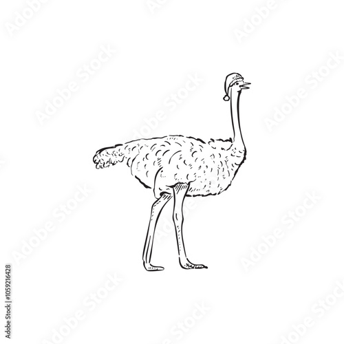 A black and white emu wearing a christmas hat. Feathered animal, flightless bird, black and white vector. 