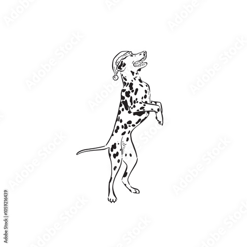 A Dalmatian wearing a Christmas hat on hind legs, spotty dog, canine vector.