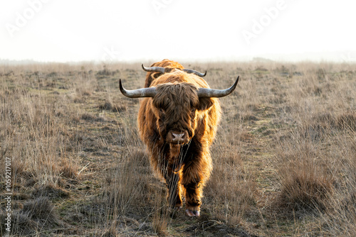 Scottish highlander or Highland cow cattle (Bos taurus taurus) in a national park in the Veluwe Region in the Netherlands.  photo