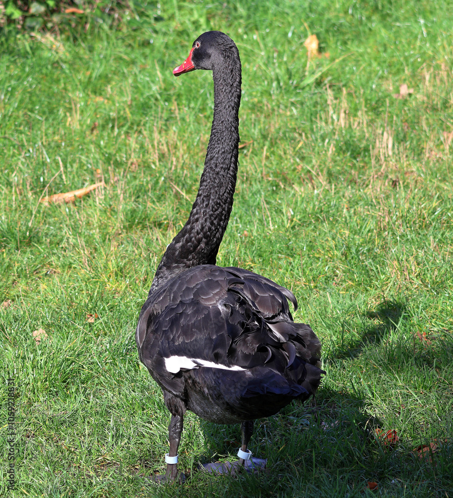 Animals - Black Swan