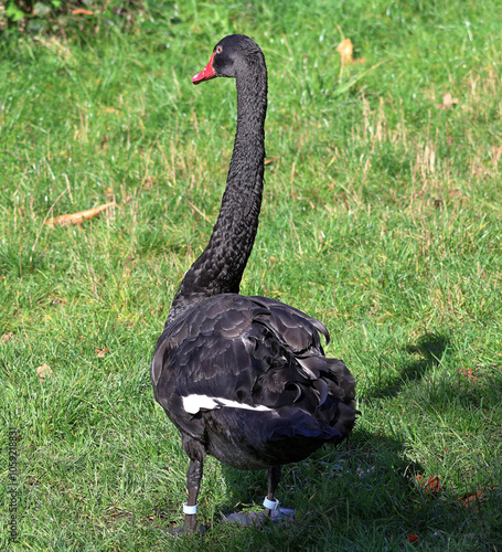 Obraz na płótnie Animals - Black Swan w salonie