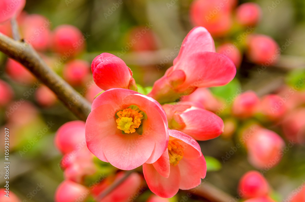Beautiful floral spring abstract background of nature. Branches of pink cherry blossoming with soft focus on background. Beautiful floral spring abstract background of nature. Branches of pink cherry blossoming with soft focus on background.