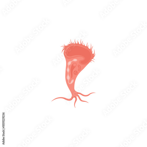 Stentor Illustration 
