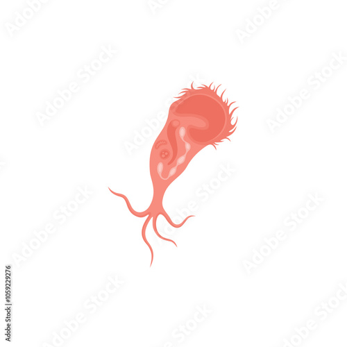Stentor Illustration 