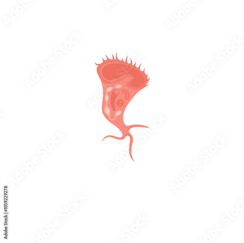 Stentor Illustration 