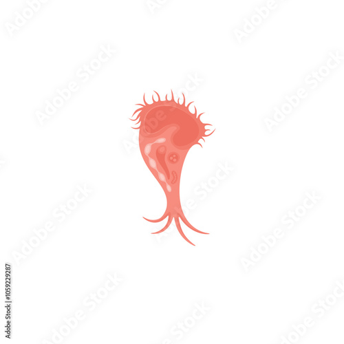 Stentor Illustration 
