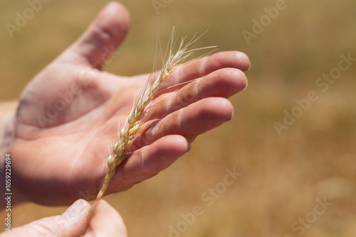 Farmer looking at a frost and drought affected head of wheat