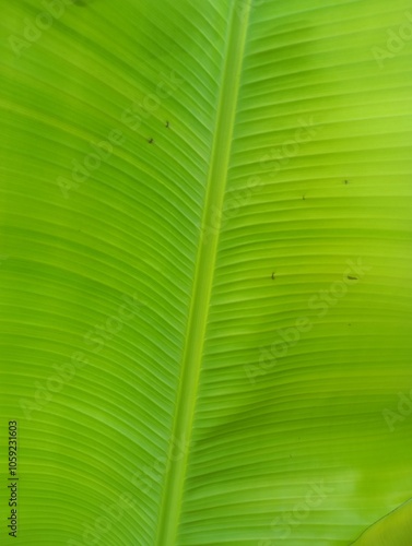 Natural background with banana leaf objects