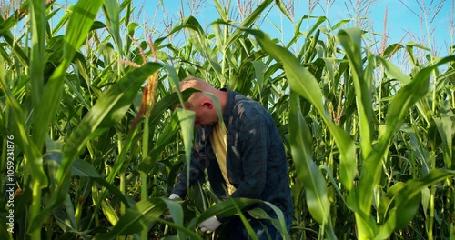 Farmer agronomist in maize green field, holding corn leaf in hands and analyzing maize crop. Agriculture, organic gardening, planting