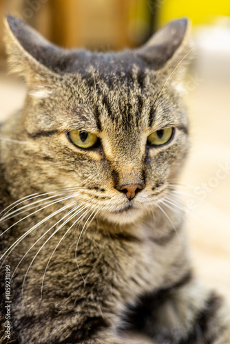 a tabby cat with a serious expression, looking directly at the camera.. the cat exudes a peaceful demeanor, pet humanization. Cat photography, animal portrait, cropped photo