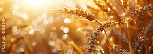 Golden Wheat Stalks Glowing in Warm Sunlight During Summer
