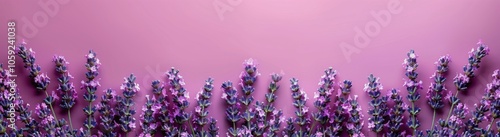Lavender Flowers Border on Pink Background