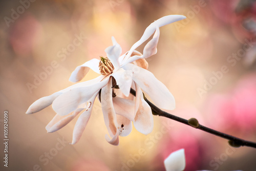 Magnolia flower blooming in the spring in the city 02
