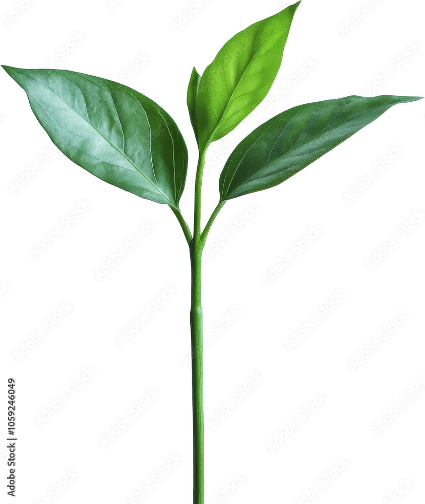 Obraz premium Young green plant with three leaves on transparent background