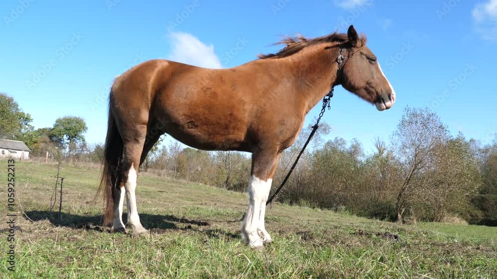 Horses graze in the field. Agriculture. Caring for horses. Horses graze in the field. Agriculture. Caring for horses.