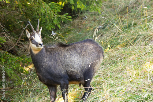 Gemse am Waldrand in den  Alpen