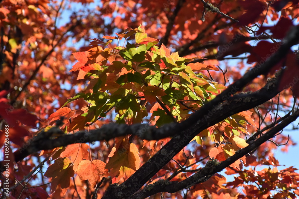 sun shining through the bright red, orange, and yellow autumn leaves of a Maple tree