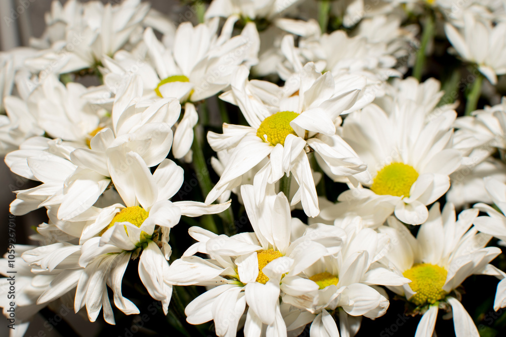 Close up a bouquet of daisies Close up a bouquet of daisies