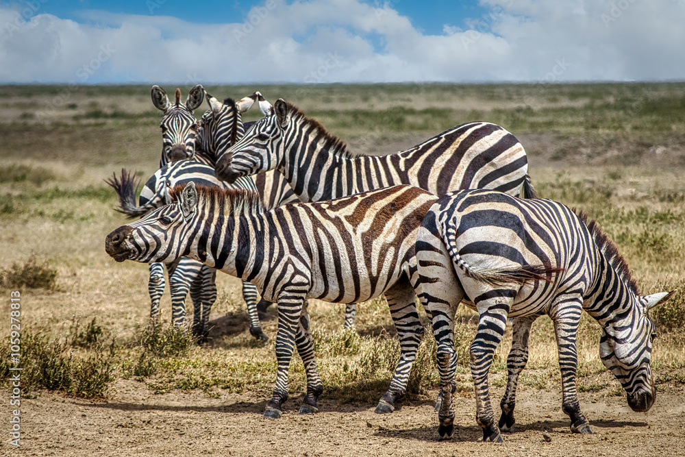 Fototapeta premium Tanzania is an East African country famous for its vast wildlife areas. These include the plains of the Serengeti National Park.