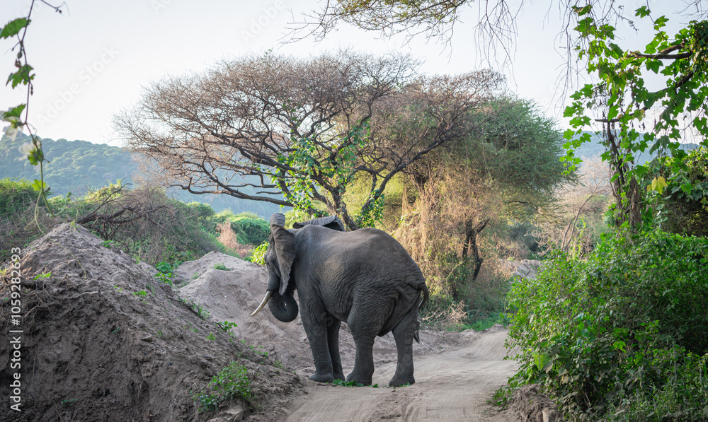 Fototapeta premium Tanzania is an East African country famous for its vast wildlife areas. These include the plains of the Serengeti National Park.
