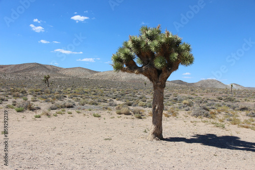 Solitary Joshua Tree in Arid Desert Landscape