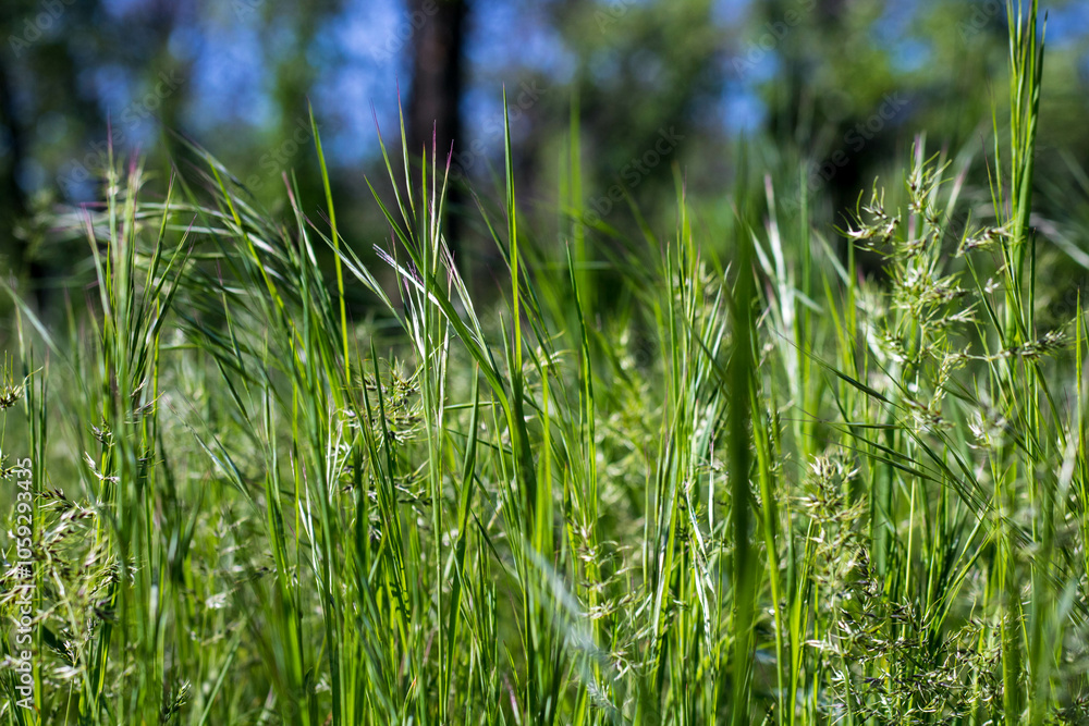 Fototapeta premium Green grass shot with macro lens