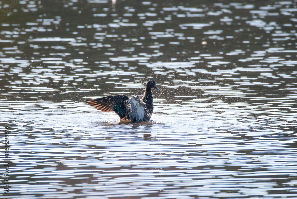 Fototapeta premium Mallard shaking out her wings in a pong
