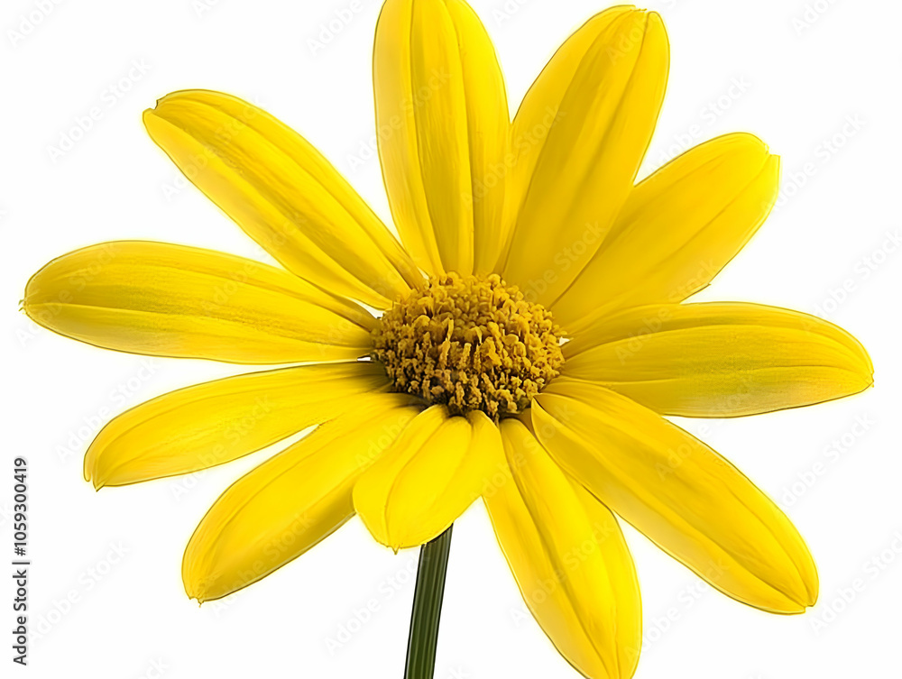 A vibrant yellow flower with elongated petals and a central cluster of stamens. A vibrant yellow flower with elongated petals and a central cluster of stamens.