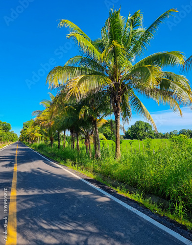 Schilderij op canvas Panama, David, secondary road lined with palm trees
