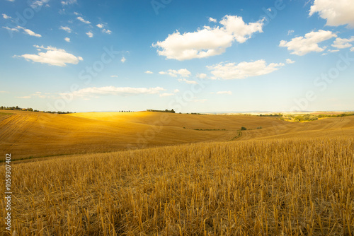 paesaggio colline di grano tagliato in toscana Italia