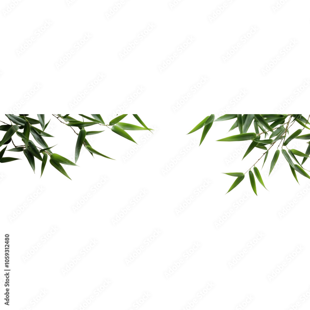 Fototapeta premium Fresh green bamboo leaves frame a clean, white background, creating a serene and minimalist aesthetic.