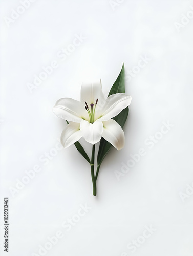 A single white lily flower with green leaves on a light background.