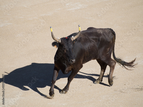 Cuadro en lienzo Bull in the old amphitheatre in Arles, France