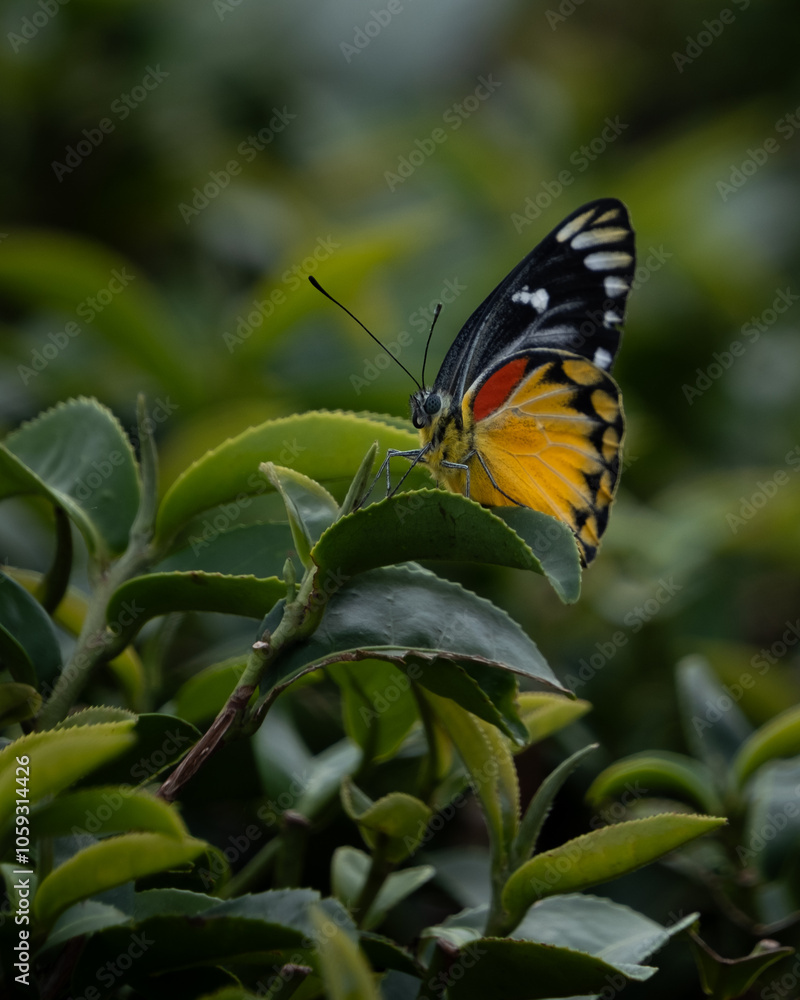 Obraz premium yellow butterfly on leaf