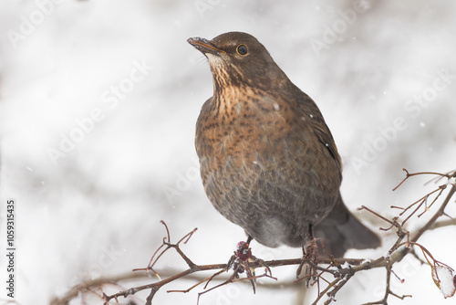 female Eurasian Blackbird (Turdus merula) in hawthorn bush in winter