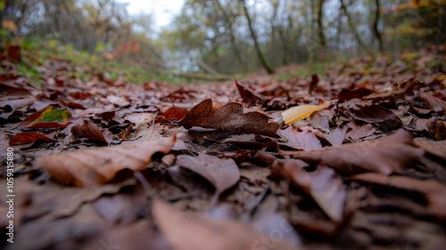 chutes de feuilles