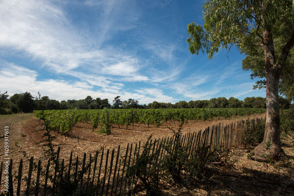 Fototapeta premium Vineyards at Lerins Abbey in the island of Saint Honorat, Cannes, France