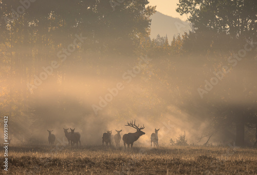 Rutting Herd of Elk at Sunrise in Grand Teton National Park Wyoming