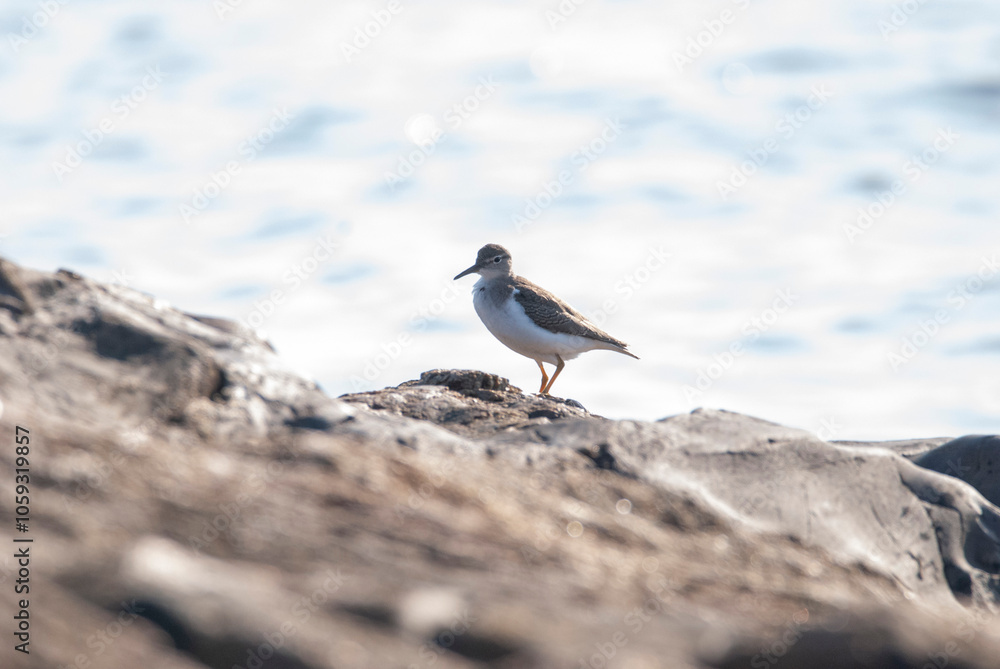 Spotted sandpiper standing on a rock by the ocean Spotted sandpiper standing on a rock by the ocean