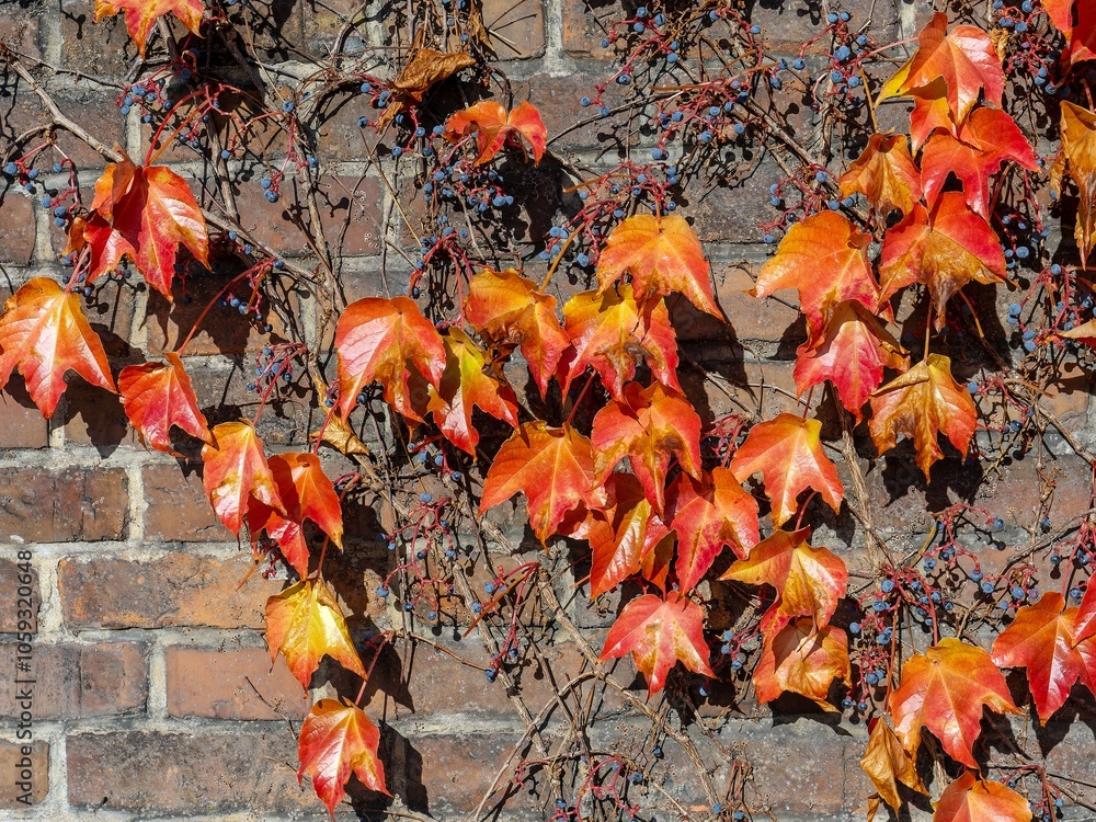 Parthenocissus tricuspidata known as Boston ivy, grape ivy, and Japanese ivy, and also as Japanese creeper