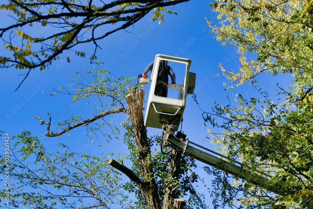 Telescopic handler, with fully extended arm, being used by a tree surgeon to cut branches off a tall Acacia tree
