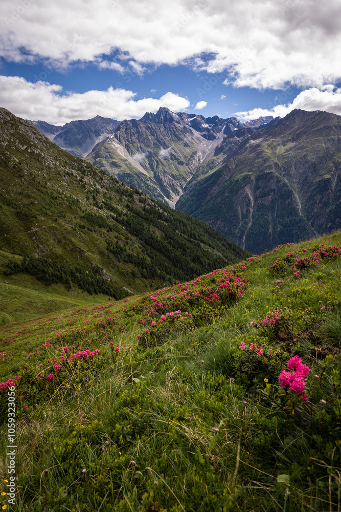 Obraz premium Alpenrosenblüte am Giggijoch in den Ötztaler Alpen mit Blick auf Gebirgspanorama im Hochformat