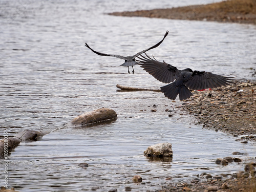Two carrion crows are flying on the water. Birds flight