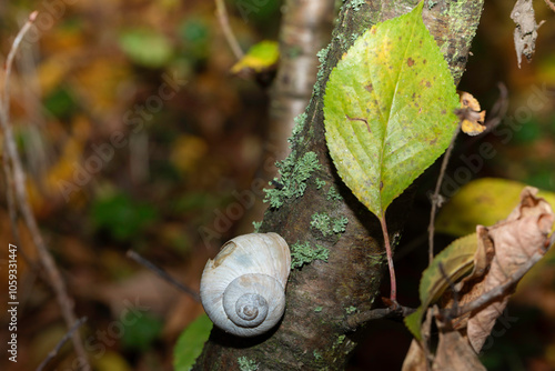 Roman snail, Burgundy snail or escargot i its environment, close up photo.