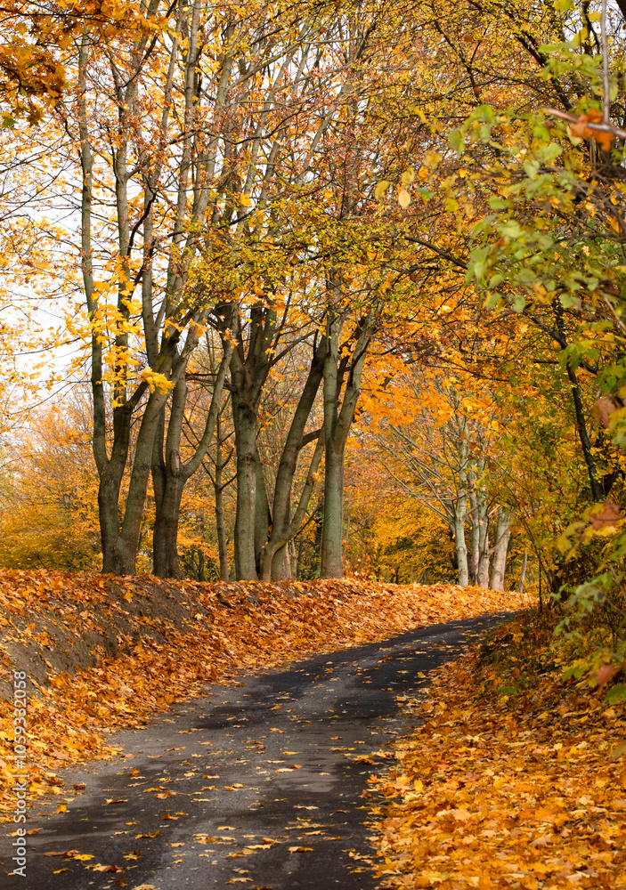 Obraz premium Road in a forest, Autumn foliage. Golden, yellow and orange leaves.